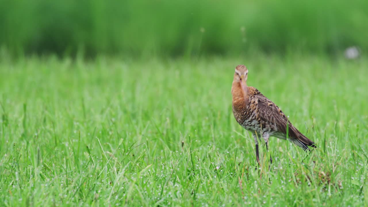 Black-tailed Godwit in a grassy field
