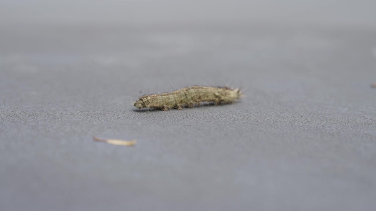Scatto macro statico di un piccolo bruco peloso color mimetico che avanza lentamente su una superficie grigia liscia