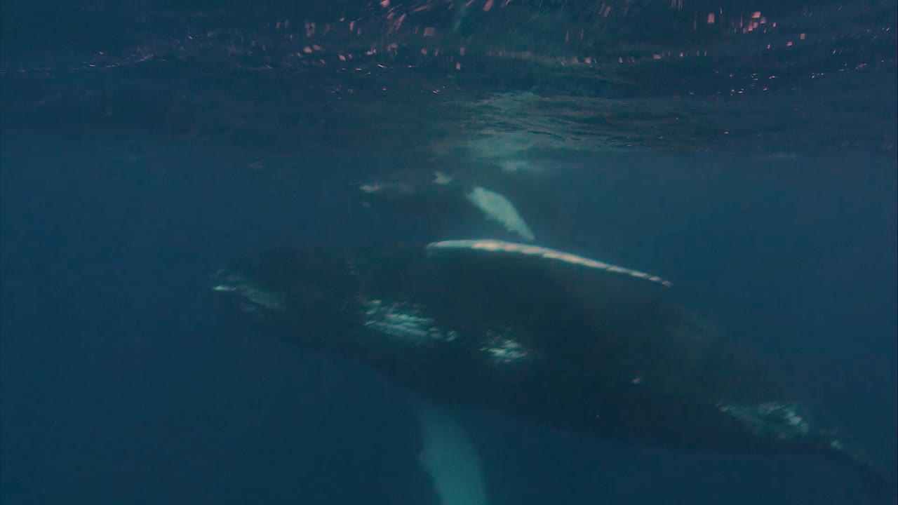 혹등고래와 새끼가 수면 근처에서 수영하는 수중 영상 2010년대