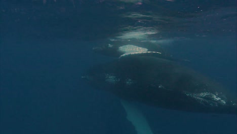 underwater footage of a humpback whale and its child swimming near the surface 2010s