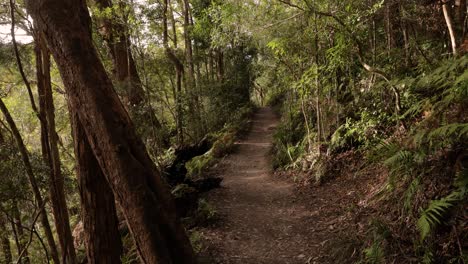 imágenes tomadas a mano de la caminata de las cataratas de purlingbrook, parque nacional de springbrook, interior de la costa de oro, queensland, australia