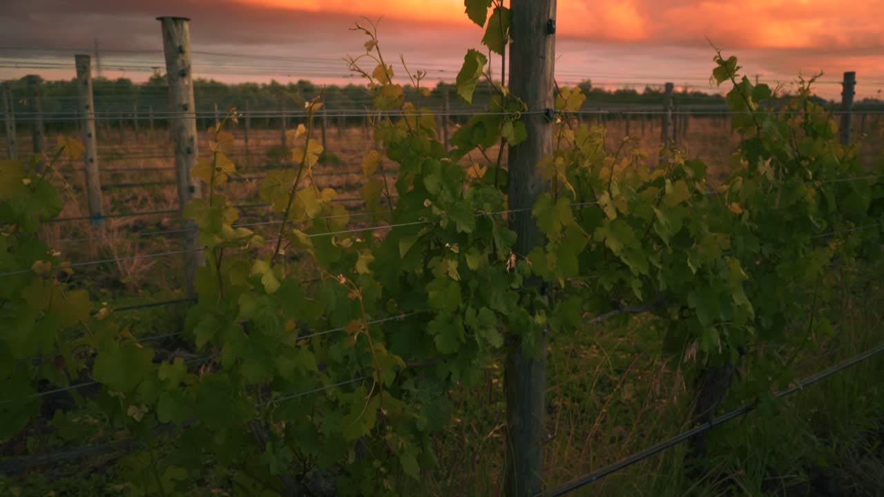 Ripresa in tilt verso l'alto di viti in un vigneto al crepuscolo del tramonto a Waipara, Nuova Zelanda