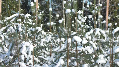 Die-Tannenzweige-Sind-Schneebedeckt