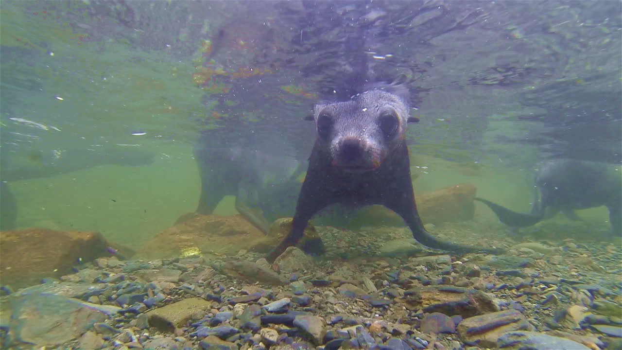 toma submarina de leones marinos jugando bajo el agua y arriba en la isla de georgia del sur antártida 1
