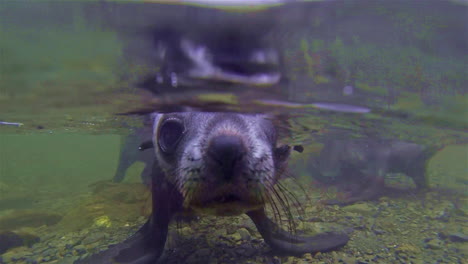 Underwater-shot-of-sea-lions-playing-underwater-and-above-on-South-Georgia-Island-Antarctica-1