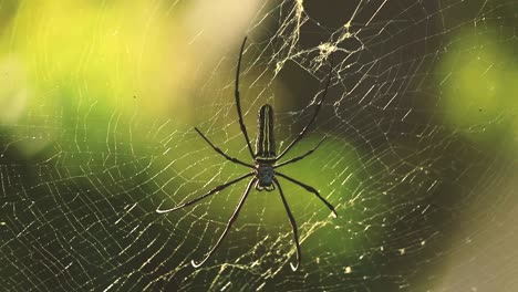 a close-up of a big venomous spider nephila pilipes as know as northern golden orb weaver or giant golden orb weaver in its spiderweb - indonesia