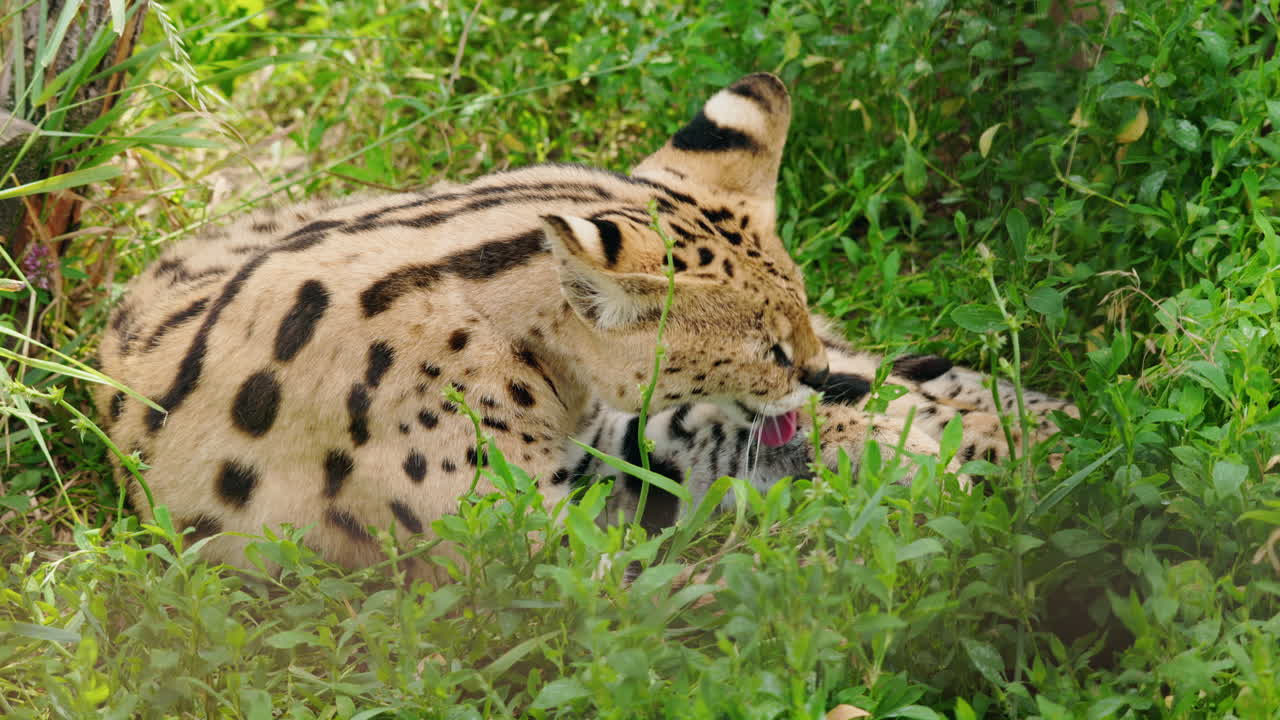 Caracals Resting in Grass