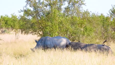 two white rhinoceros through tall grasses at kruger national park, south africa. wide shot