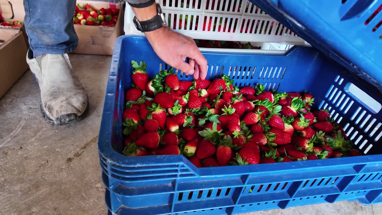 Primo piano di un operaio che maneggia cassette di plastica blu piene di fragole fresche e mostra frutti grandi e maturi alla telecamera per confrontare dimensioni e varietà Albion e Capitola.