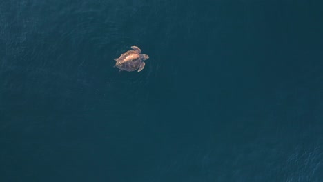 high drone view looking down at a large sea turtle resting on the surface of the water breathing in air before returning to the bottom of the ocean