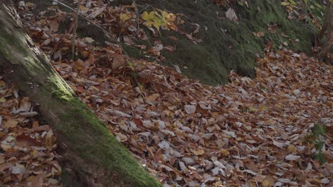 moss growing on fallen tree in autumn leaves