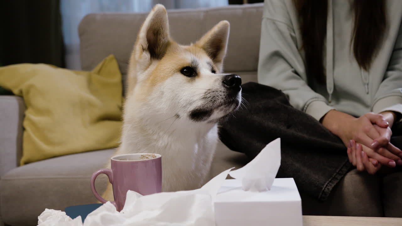 집에 있는 예쁜 개