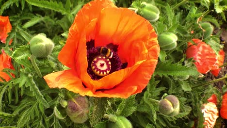 bumblebees collect pollen from poppies swaying in the wind