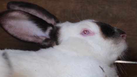close-up of a white rabbit with black markings and pink eyes