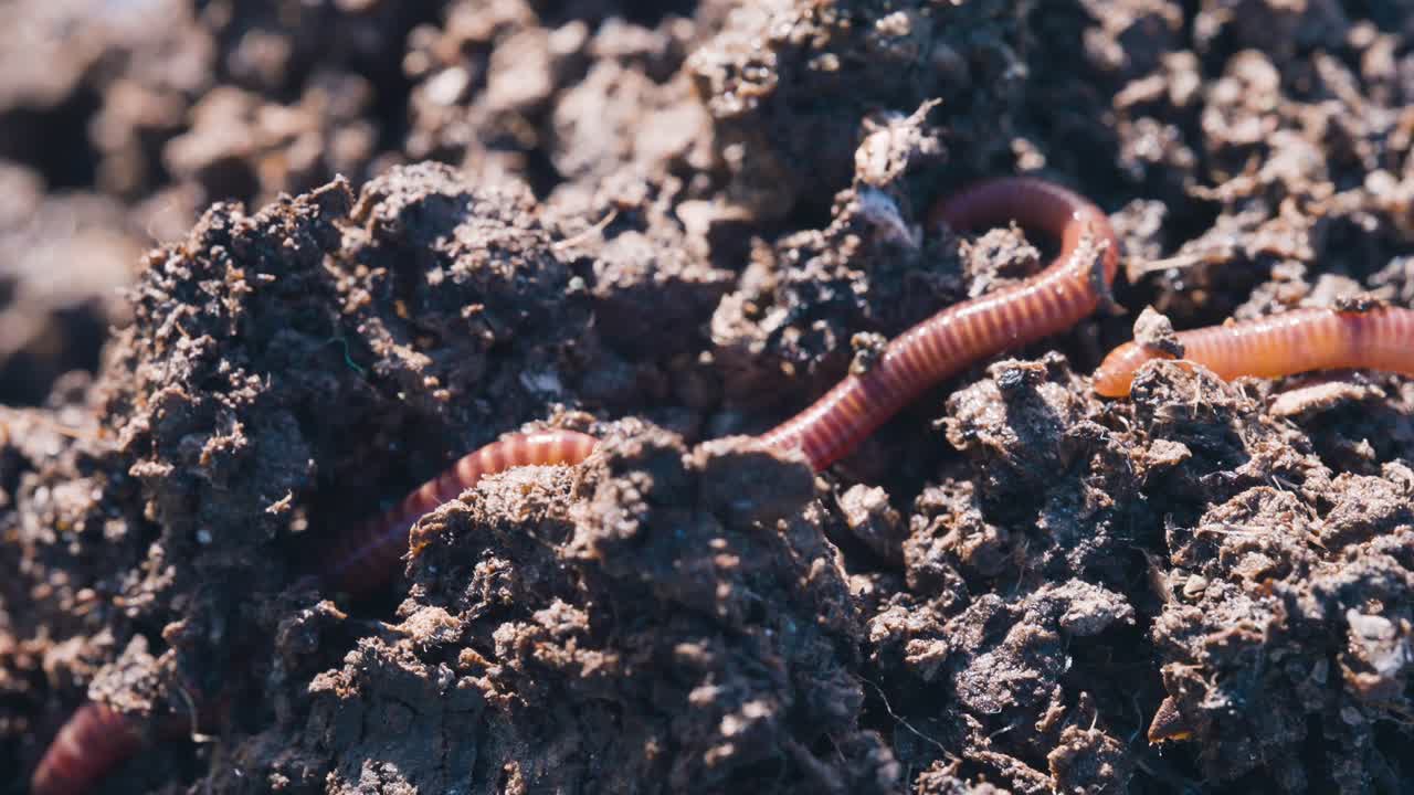 concepto de vermicultura, gusanos rojos que se mueven en una mezcla de tierra orgánica fértil