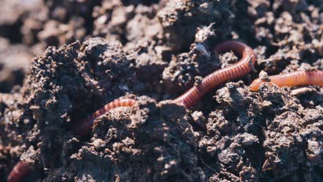 Vermikultur-Konzept,-Rote-Wiggler-Würmer,-Die-Sich-In-Fruchtbarer-Organischer-Bodenmischung-Bewegen