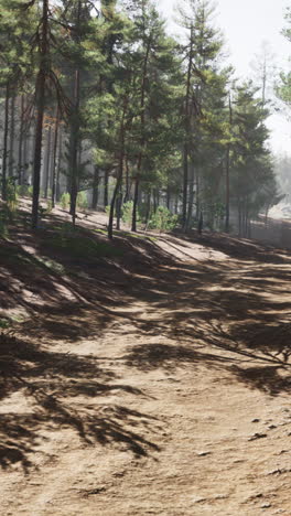 a scenic path through a forest with tall pine trees