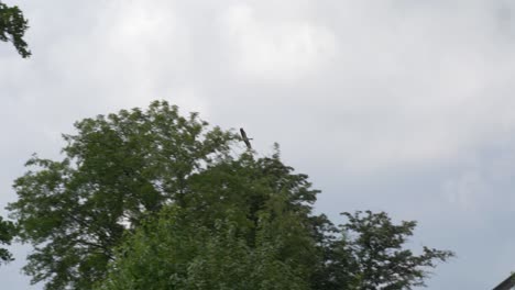 Eine-Gruppe-Kanadischer-Gänse,-Die-Am-Natürlichen-Stausee-Von-Mariestad-Landen