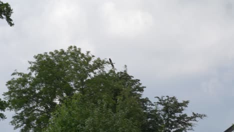 a group of canadian geese coming in to land at mariestads natural reservoir