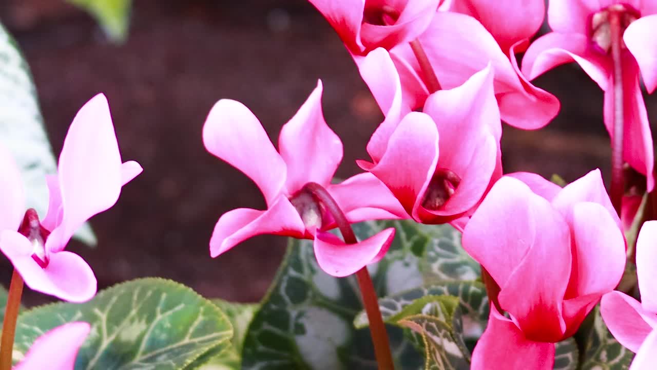 A detailed view of vibrant pink cyclamen flowers with lush green leaves in a natural setting.
