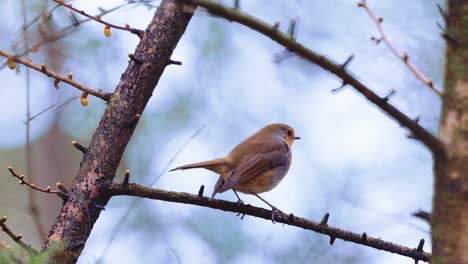 European-robin-sits-on-a-bare-branch,-turns-its-head,-flaps-its-wings-and-flies-away