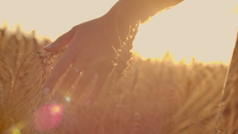 farmer walking down the wheat field in sunset touching wheat ears with hands - agriculture concept