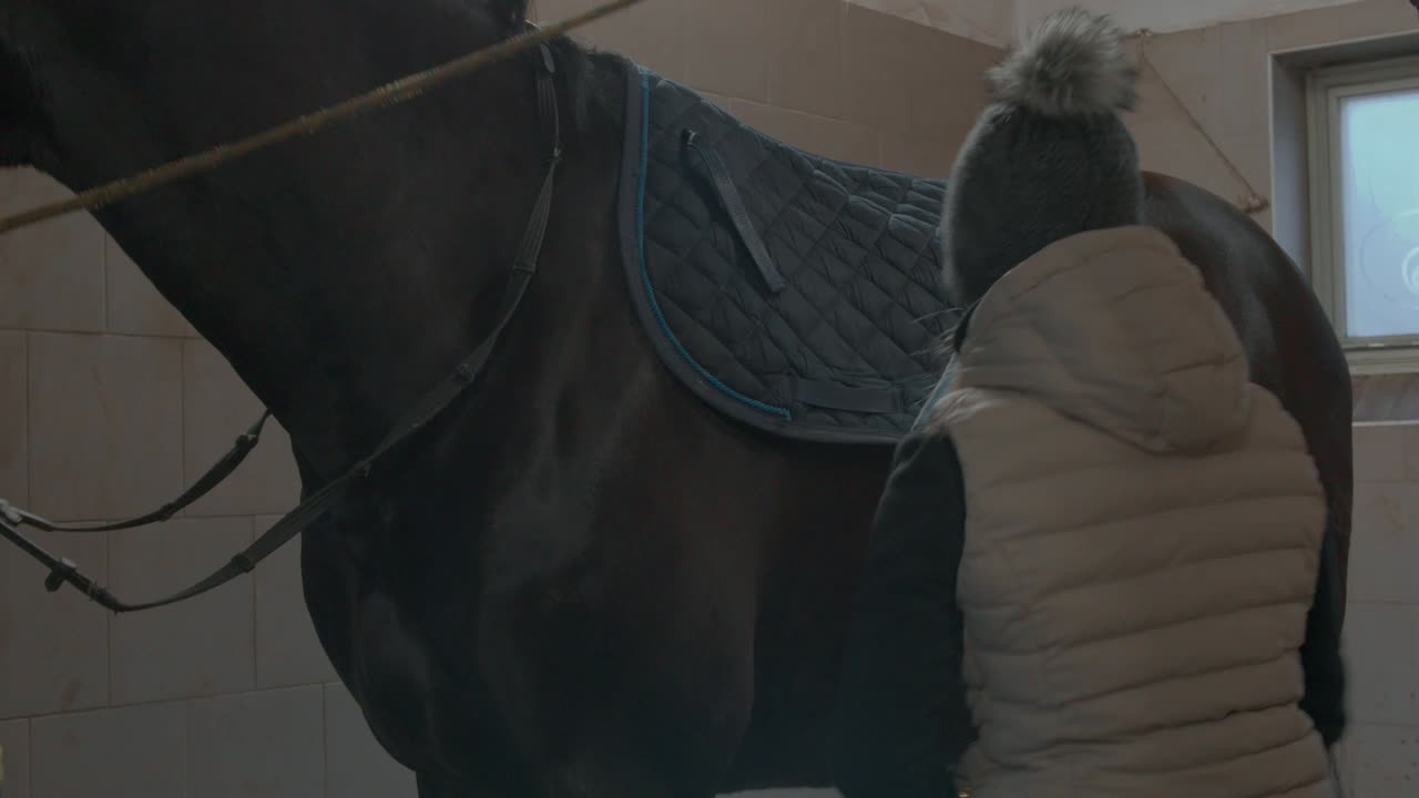 la mujer coloca y ata la silla de montar en un hermoso caballo oscuro en un establo mediano
