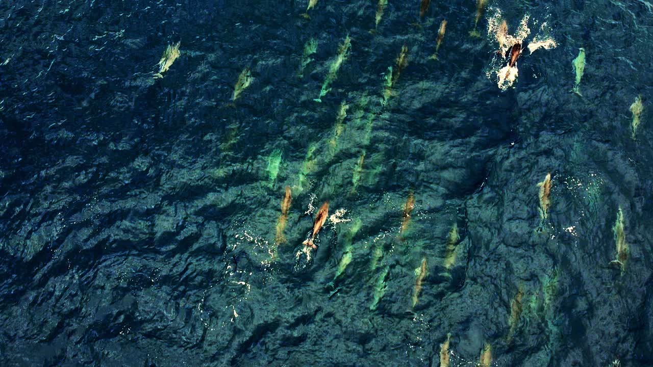 Groups Of Spinner Dolphins Swimming Near Water Surface In The Ocean - aerial shot