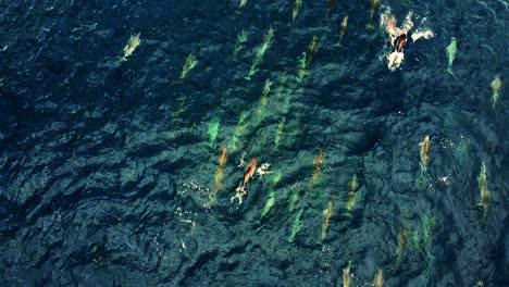 groups of spinner dolphins swimming near water surface in the ocean - aerial shot