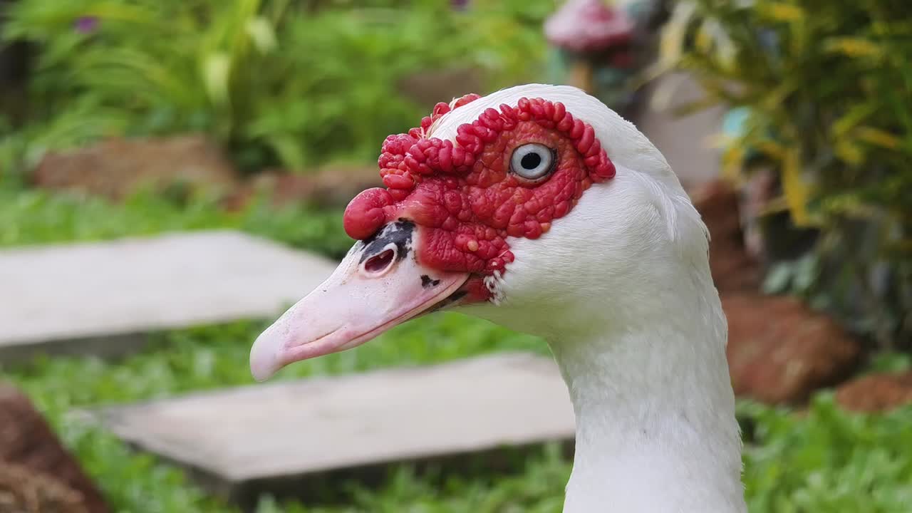 은 발 을 가진  오리 의 클로즈업