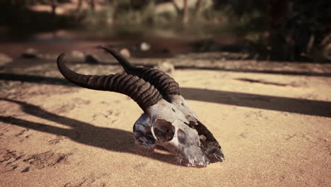 primer plano de un cráneo en el desierto