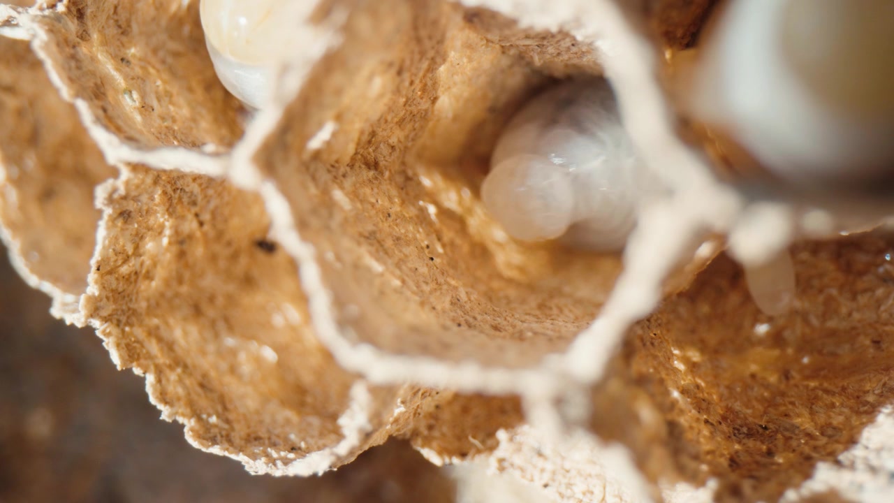 Larva di vespa che cresce all'interno della sua cella esagonale di carta. Macro estrema che cattura le prime fasi di vita del predatore in un ambiente naturale.