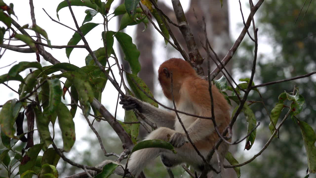 un joven mono probóscide come frutas en un árbol en borneo, indonesia