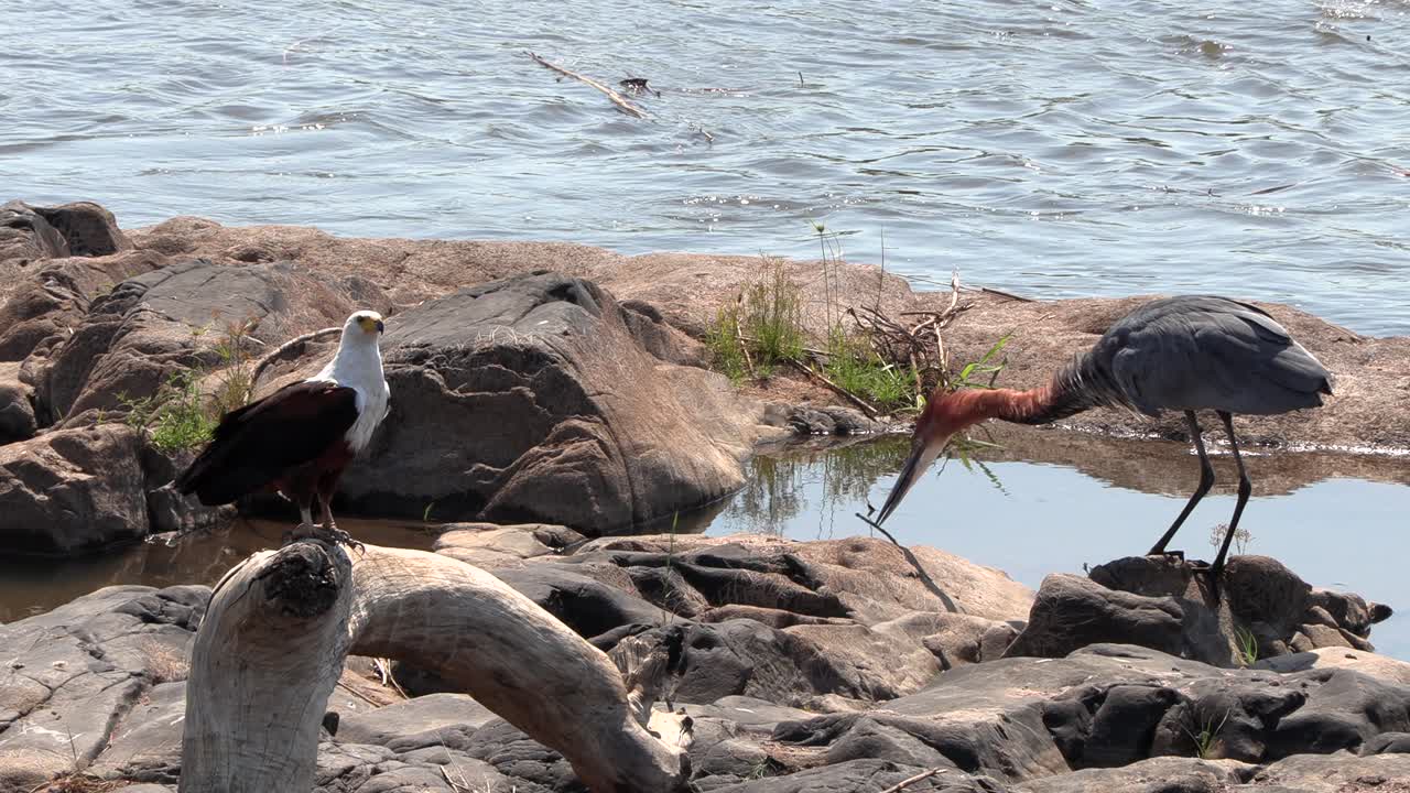 An African fish eagle takes off and flies away next to a Goliath heron. Kruger National Park