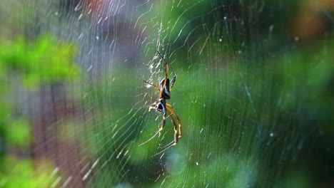 Captura-De-Perfil-De-Cámara-Lenta-De-Una-Araña-Negra-Tejedora-De-Orbes-Descansando-En-Una-Telaraña-En-Una-Jungla-En-La-Cueva-Lapa-Doce-En-El-Parque-Nacional-Chapada-Diamantina-En-Bahia,-Noreste-De-Brasil