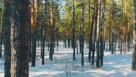 flycam-moves-past-thin-tree-trunks-in-coniferous-wood