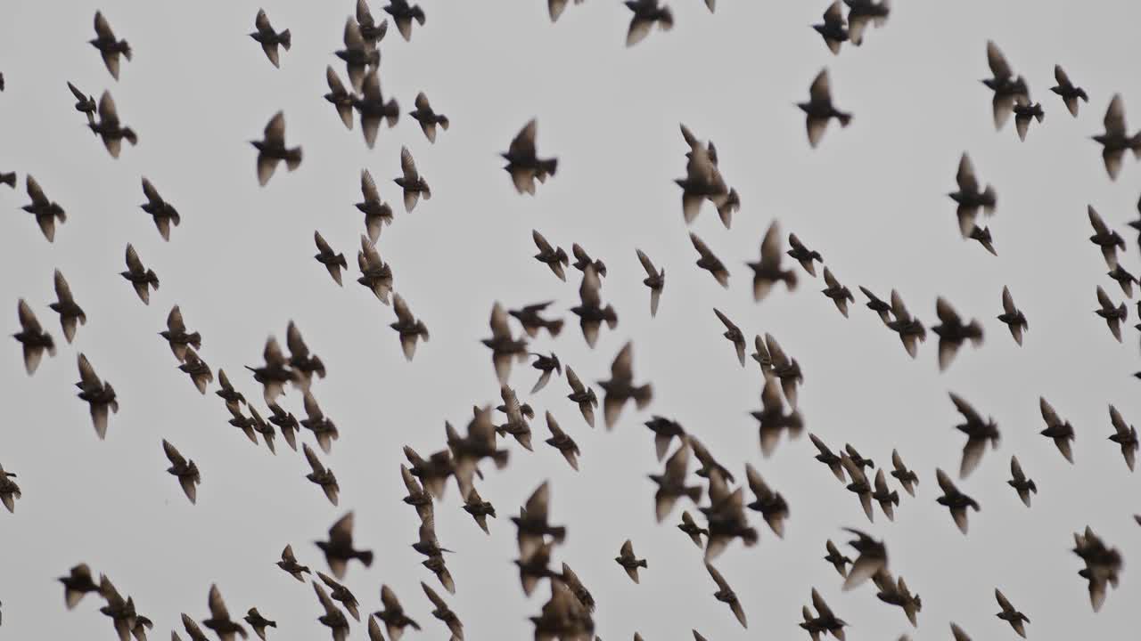 Flock of birds flying in super slow motion, captured in a nature reserve near Middelburg, the Netherlands (Zeeland)