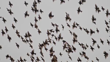 flock of birds flying in super slow motion, captured in a nature reserve near middelburg, the netherlands (zeeland)