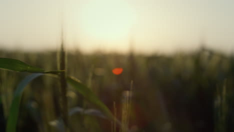 Reife-Getreidepflanzen-In-Nahaufnahme-Bei-Sonnenaufgang.-Grünes-Weizenfeld,-Wiegender-Wind.