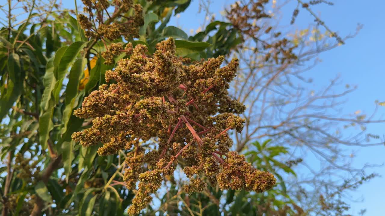 closeup of mango flower blooming in the home garden, Bunch of Mango Flower Blossoms on Tree Branch