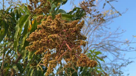 closeup of mango flower blooming in the home garden, bunch of mango flower blossoms on tree branch