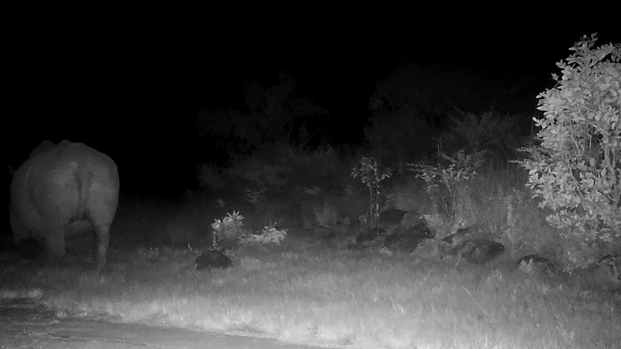 Night vision footage, rhino walking away from motion sensor camera in darkness
