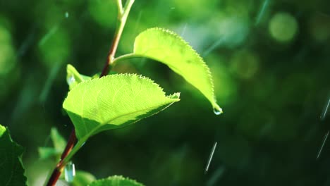 water droplets fall on the light green young leaves of a plant in the garden in the yard on a sunny day. close-up. blurred background.