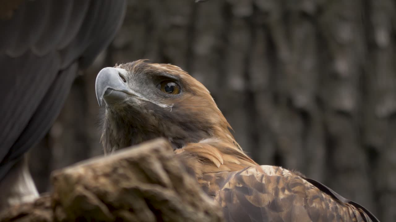 retrato aislado de primer plano de una hermosa águila dorada sentada en un árbol