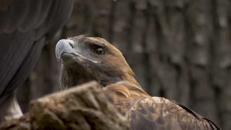 isolated close-up portrait shot of a beautiful golden eagle sitting in a tree