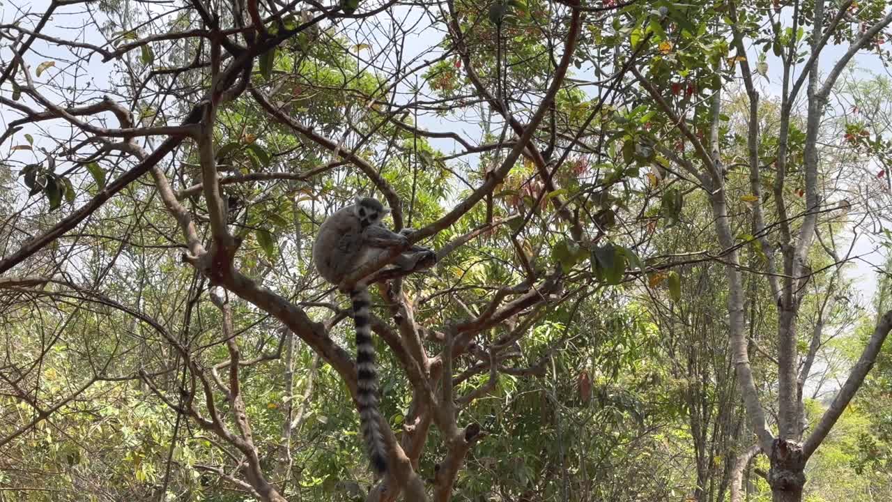 Lêmure-de-cauda-anelada (Lemur catta) dormindo sentado no alto de um galho. Madagascar