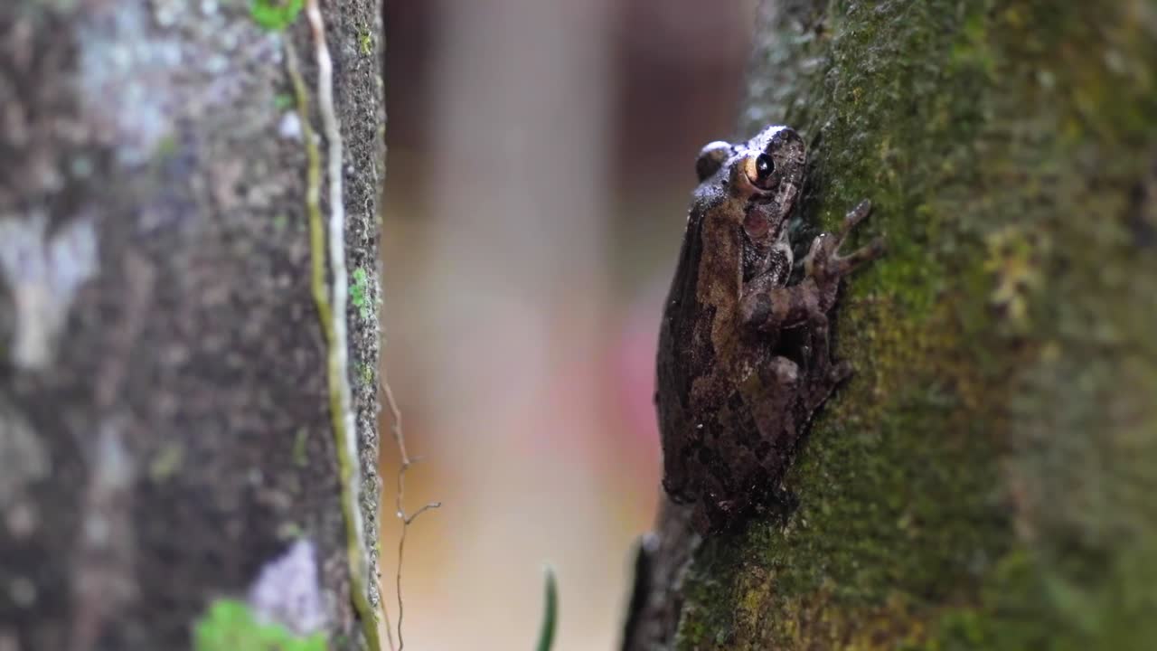 Scopri una piccola rana che si mimetizza perfettamente con la corteccia dell'albero