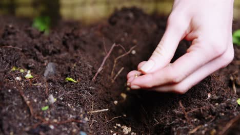 man planting saplings in soil