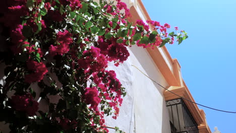 close-up of blooming red bougainvillea on a white wall with a clear blue sky above in marbella, spain