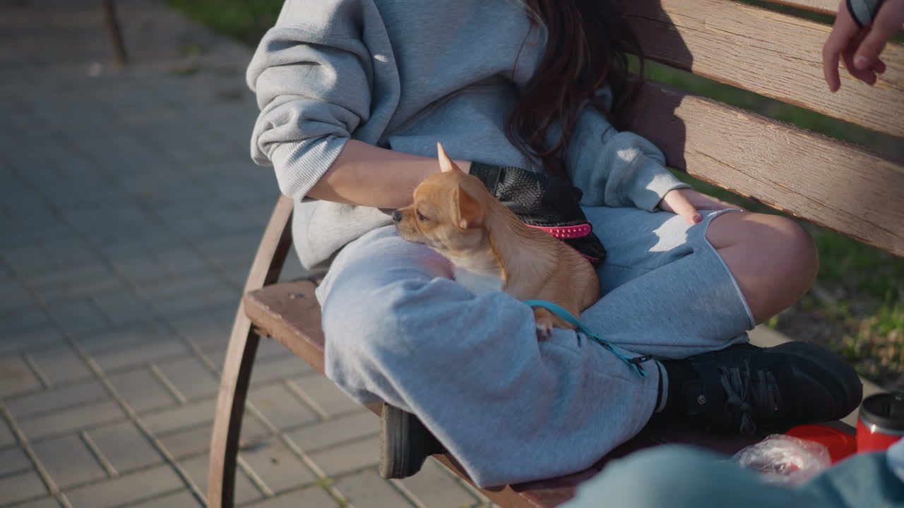 애완견과 함께 야외에서 휴식을 취하는 젊은 여성, 치와와와 함께 앉아 있는 여성이 등장하는 도시의 오후 풍경, 도시의 오후 시간에 작은 강아지와 함께 벤치에 앉아 휴식을 취하는 편안한 젊은 여성